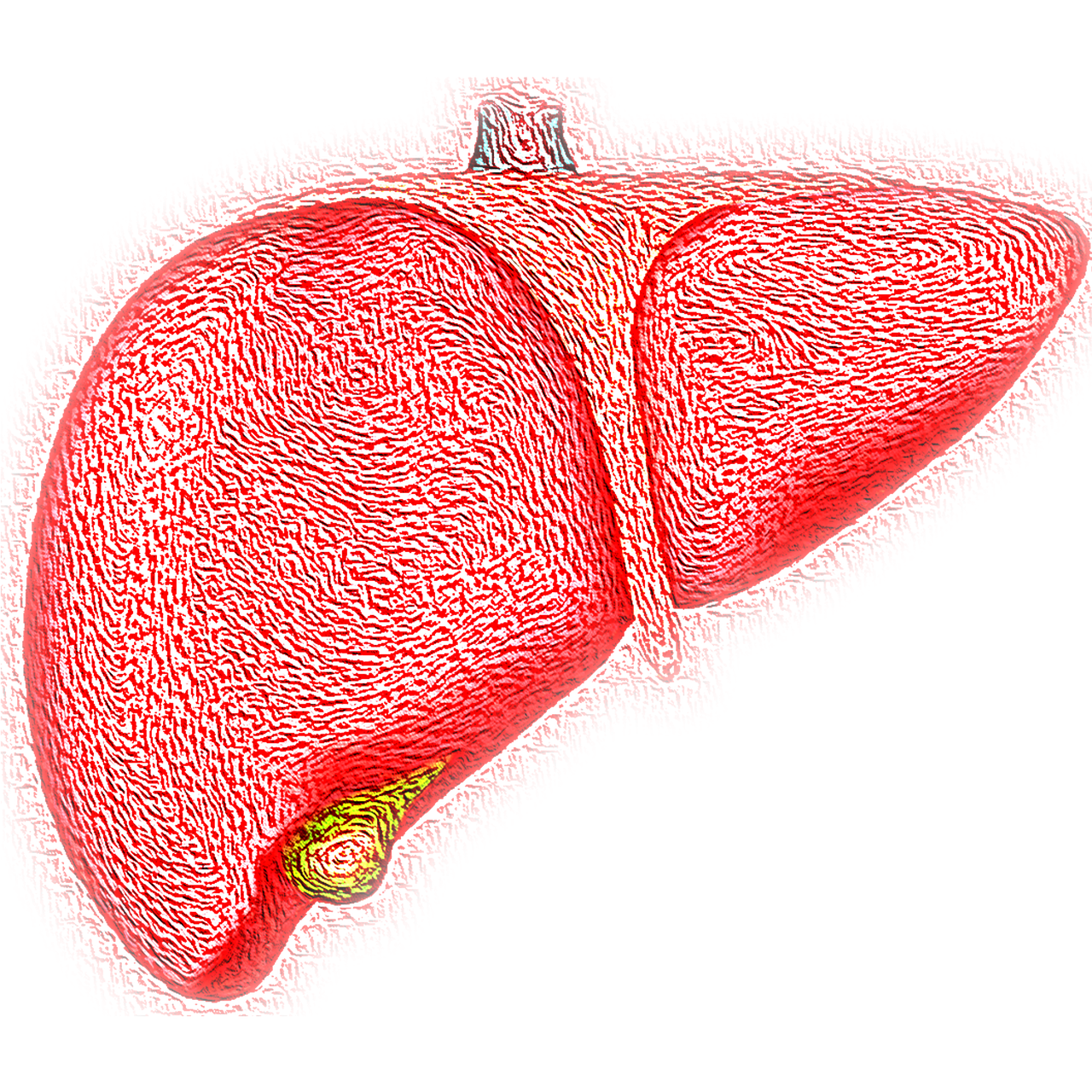 El hígado (1). Anatomía