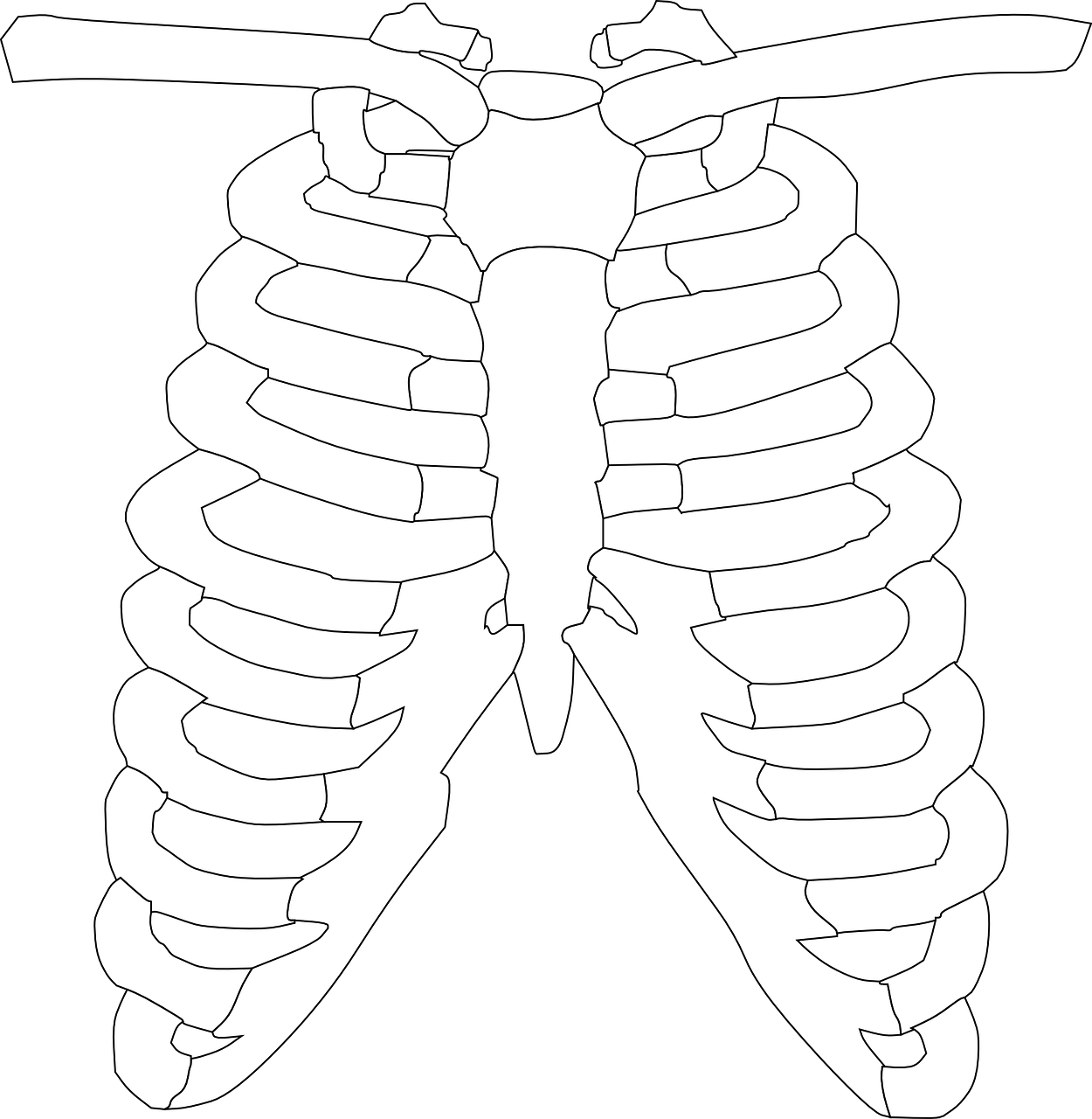 El esternón